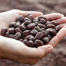 WOO - Jojoba + Santal Oil