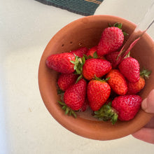 Terracotta Berry Bowl