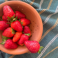 Terracotta Berry Bowl